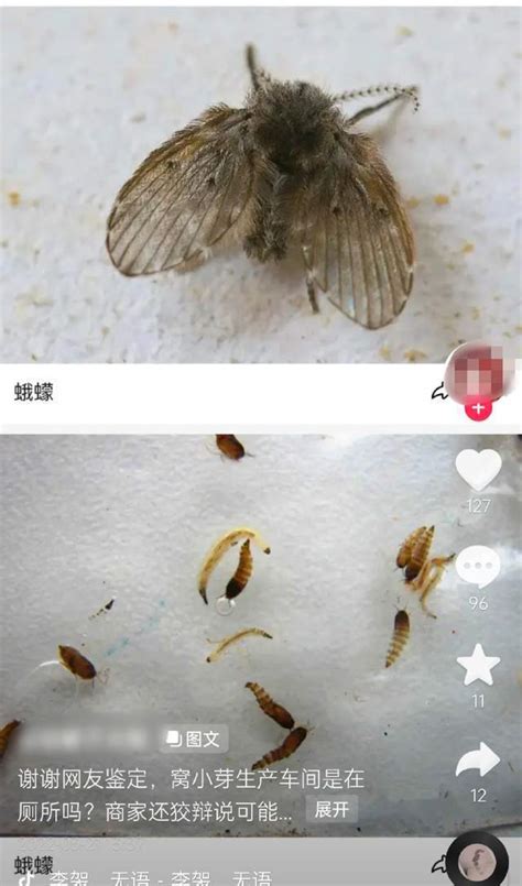 家裡突然出現很多蛾|【蛾蠓/ 蛾蚋天敵】3招減蛾蠓/ 蛾蚋繁殖機會 教你蛾蚋。